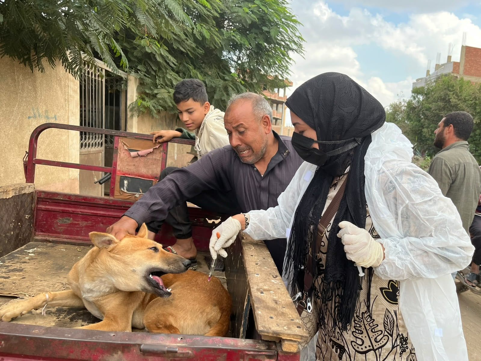 تحصين الكلاب الضالة تحصين الكلاب الضالة