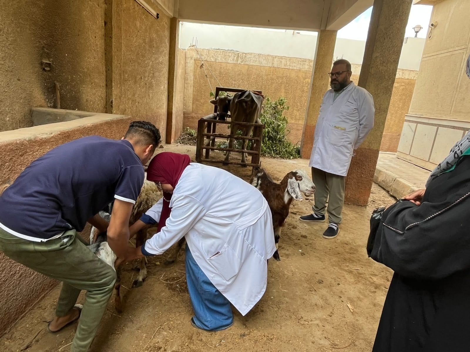 خلال فحص الماعز خلال فحص الماعز